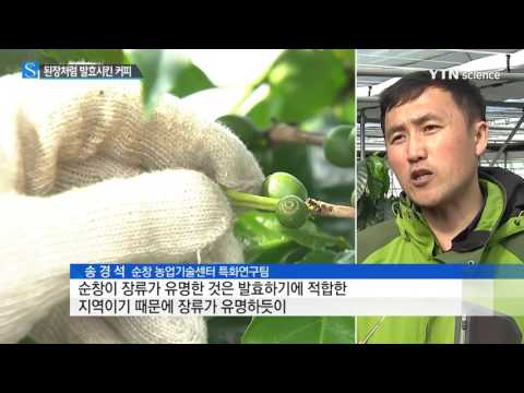[사이언스 TV] 된장처럼 발효시킨 순창 커피