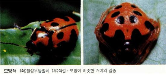모방색