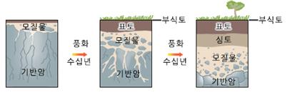 모질물