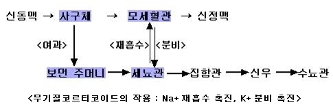 무기질코르티코이드1
