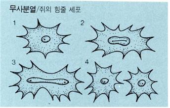 무사분열