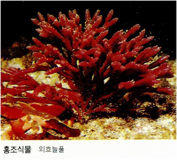 무성세대