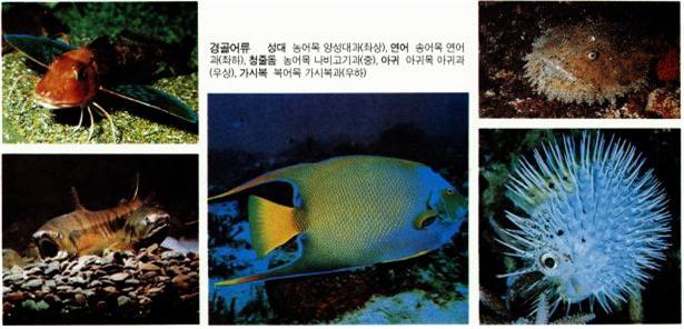 무양막류