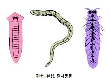 무척추동물