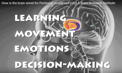 [사이언스타임즈] ‘현대판 파블로프 실험’ 해봤더니