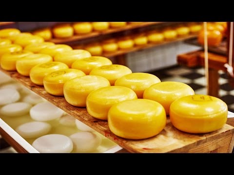 우유는 흰색인데 왜 체더 치즈는 주황색일까?