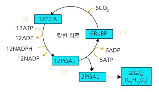 1,3-이인글리세르산 (DPGA)(1,3-diphosphoglyceric acid)