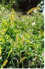 1년생 식물 [(therophyte) annual plant, 一年生植物]