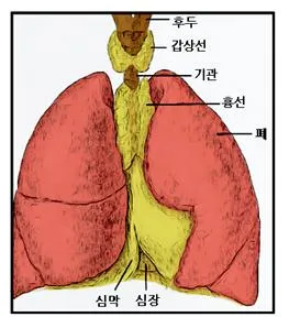 가슴샘 (thymus gland, 胸腺)