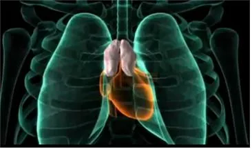 가슴샘 (thymus gland, 胸腺)