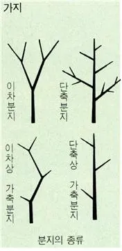 가지 (branch)
