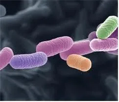 간균 (bacillus, 桿菌)