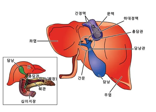 간문맥 (hepatic portal vein, 肝門脈)