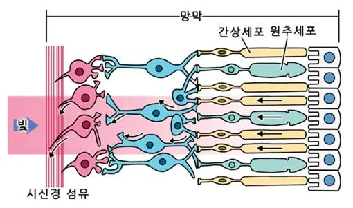 간상세포 (rod cell, 桿狀細胞)