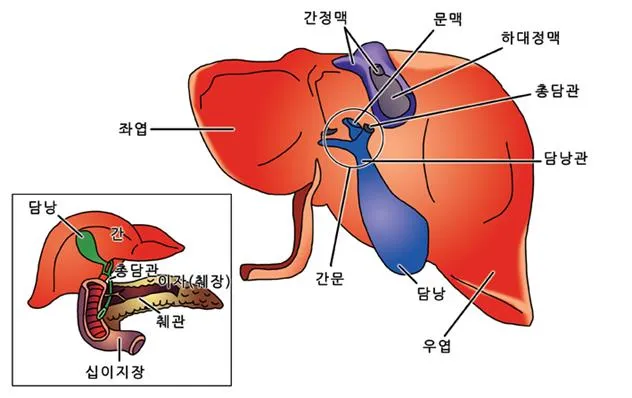 간정맥 (hepatic vein, 肝靜脈)