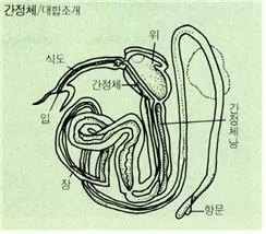 간정체 (crystalline styIe, 桿晶體)