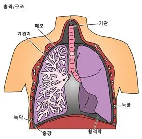 갈비사이근 (intercostal muscle)