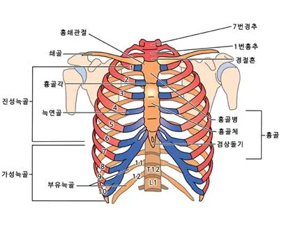 갈비사이근 (intercostal muscle)