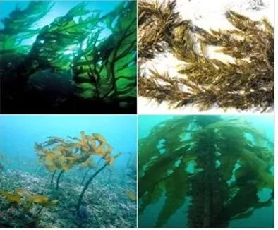 갈조류 (brown algae)