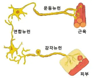 감각 신경 (sensory nerve, 感覺神經)