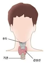 갑상샘 (thyroid gland)