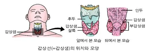 갑상샘 (thyroid gland)