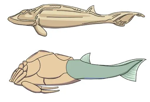 갑주어 (ostracoderm,甲胄魚)