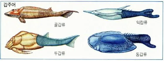 갑주어류 (Ostracodermi, 甲胄魚類)