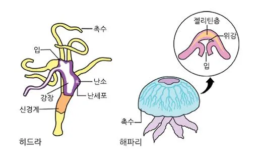 강장 (coelenteron, 腔腸)