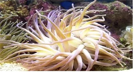 강장동물 (coelenterates, 腔腸動物)