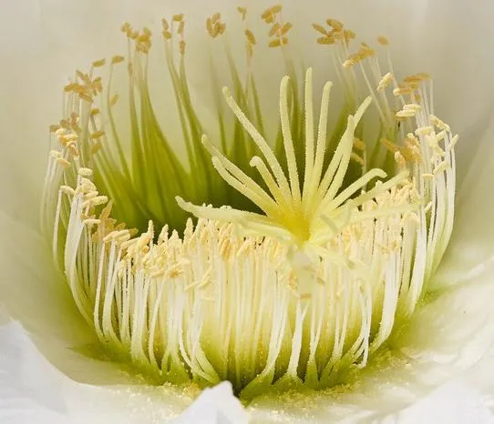 갖춘꽃 (complete flower)