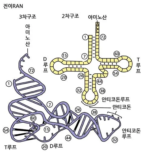 개시 코돈 (initiation codon, 開始-)