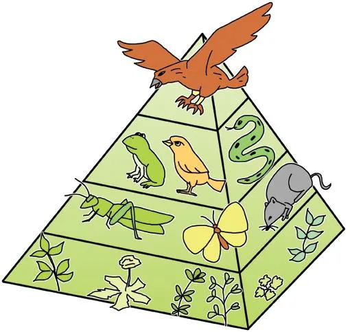 개체 수 피라미드 (pyramid of numbers, 個體數- )