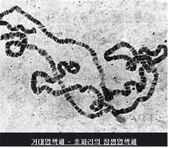 거대 염색체 (giant chromosome)