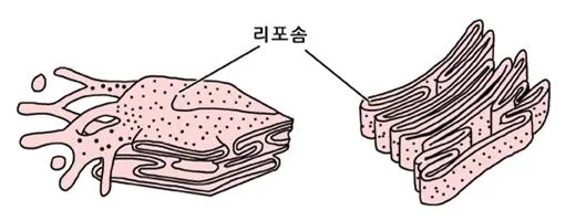 거친면 소포체 (rough endoplasmic reticulum, --小胞體)