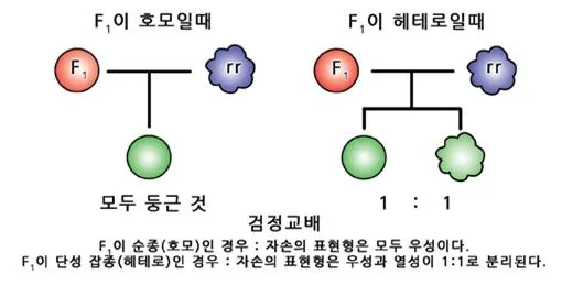 검정 교배 (test cross, 檢定交配)