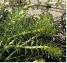 검정말 (hydrilla)