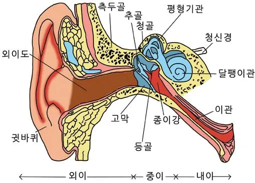 겉귀 (external ear)