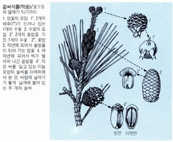 겉씨식물 (gymnosperm, --植物)