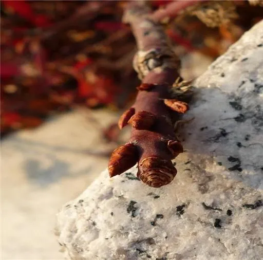 겨울눈 (winter bud, 越冬芽)