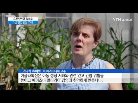 [사이언스 TV] 1급 발암물질 '아플라톡신' 없앤 옥수수 개발