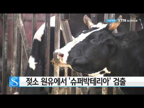 [사이언스 TV] 젖소 원유서 '슈퍼박테리아' 검출
