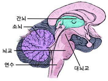 간뇌