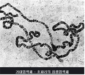 거대