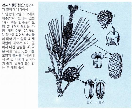겉씨