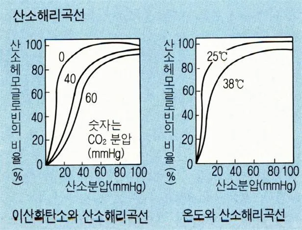 산소 포화도 (oxygen saturation)