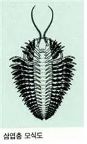 삼엽충 [trilobites, 三葉蟲, Trilobita]