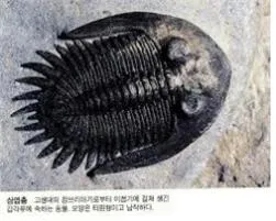 삼엽충 [trilobites, 三葉蟲, Trilobita]