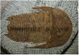 삼엽충 [trilobites, 三葉蟲, Trilobita]