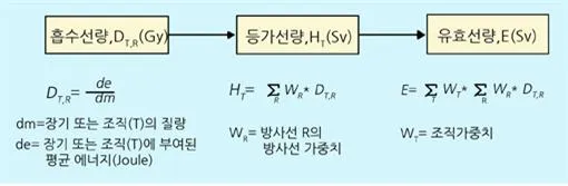 선량당량 (dose equivalent, 線量當量)